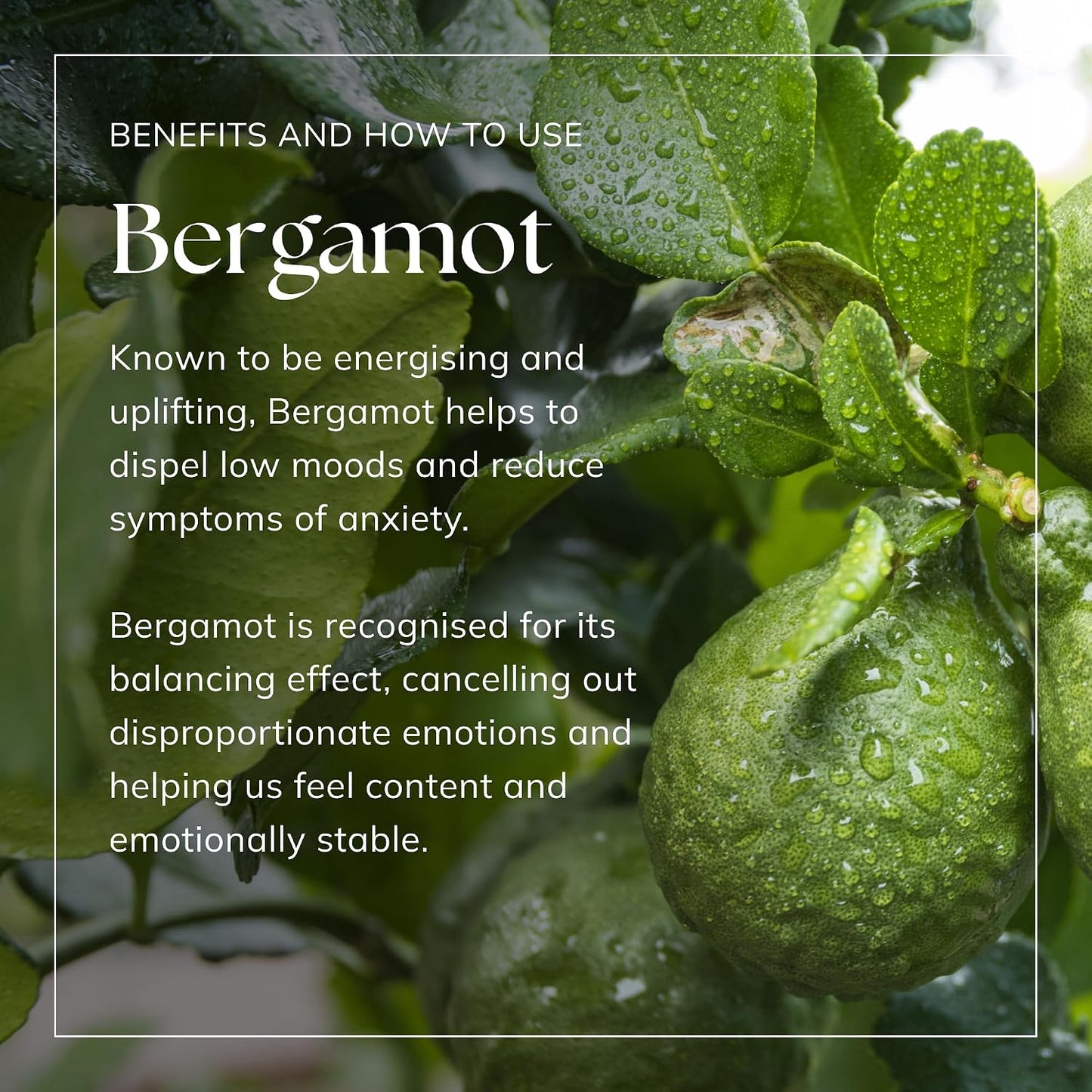 Bergamot Essential Oil 100ml – 100% Pure & Natural, Vegan UK-Made Aromatherapy Oil for Diffusers, Humidifiers, Bath, Candle & Soap Making