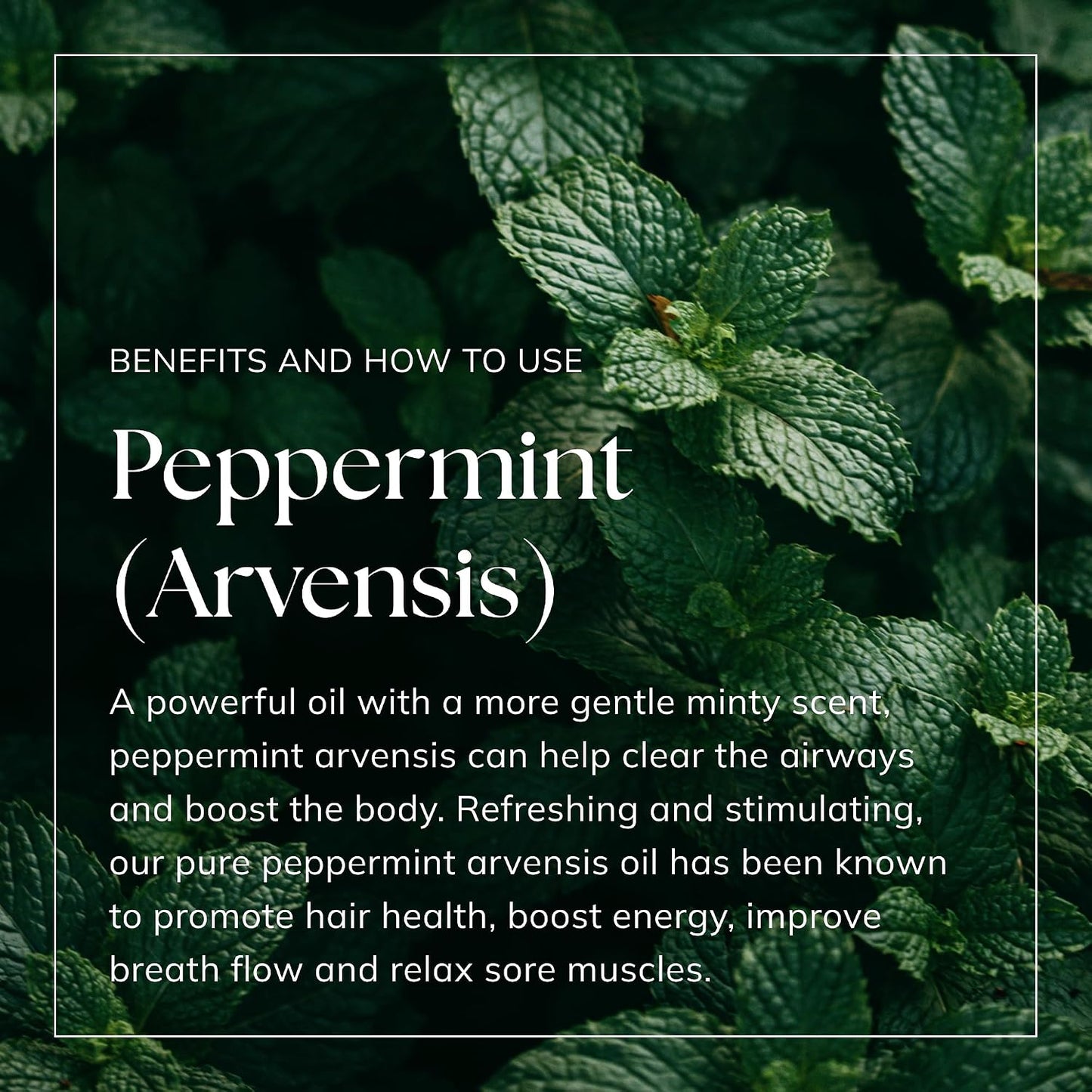 Peppermint Essential Oil (Arvensis) 100ml – Pure & Natural Vegan UK-Made Oil for Aromatherapy, Diffusers, Home Fragrance, Hair Care, Candle & Soap Making