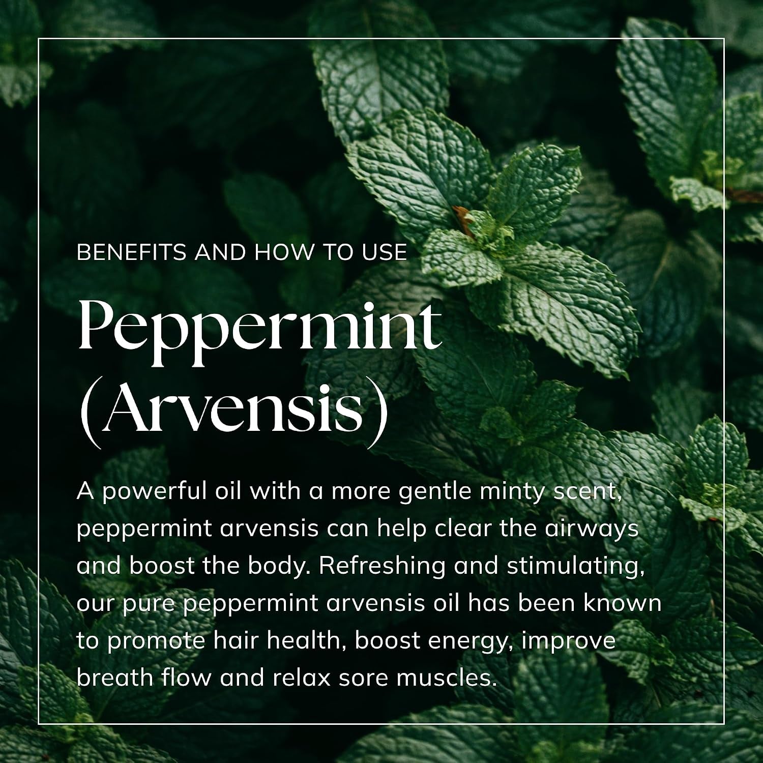 Peppermint Essential Oil (Arvensis) 100ml – Pure & Natural Vegan UK-Made Oil for Aromatherapy, Diffusers, Home Fragrance, Hair Care, Candle & Soap Making